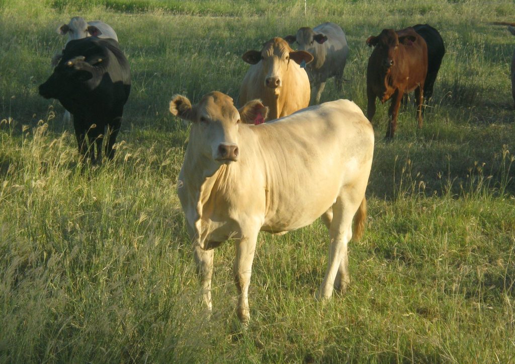 Pearson's cattle at Kulcaway Moura 034