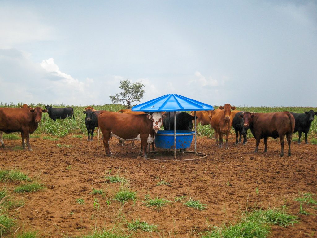 Michael Brodie No.10 Rostock cull cows on tforage10019-2