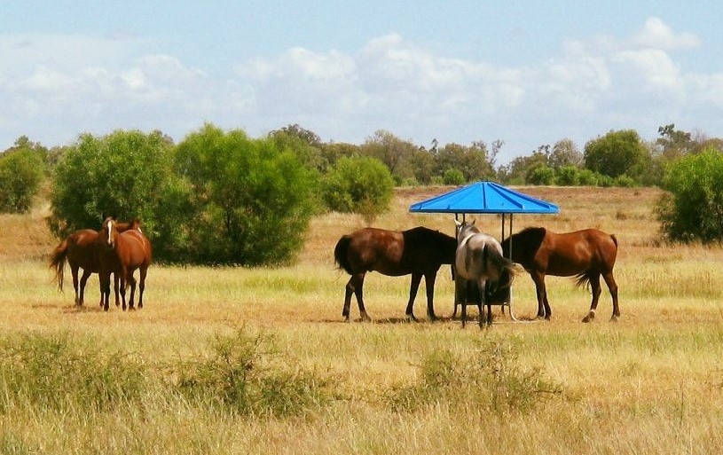 Top Country's Horse lick range