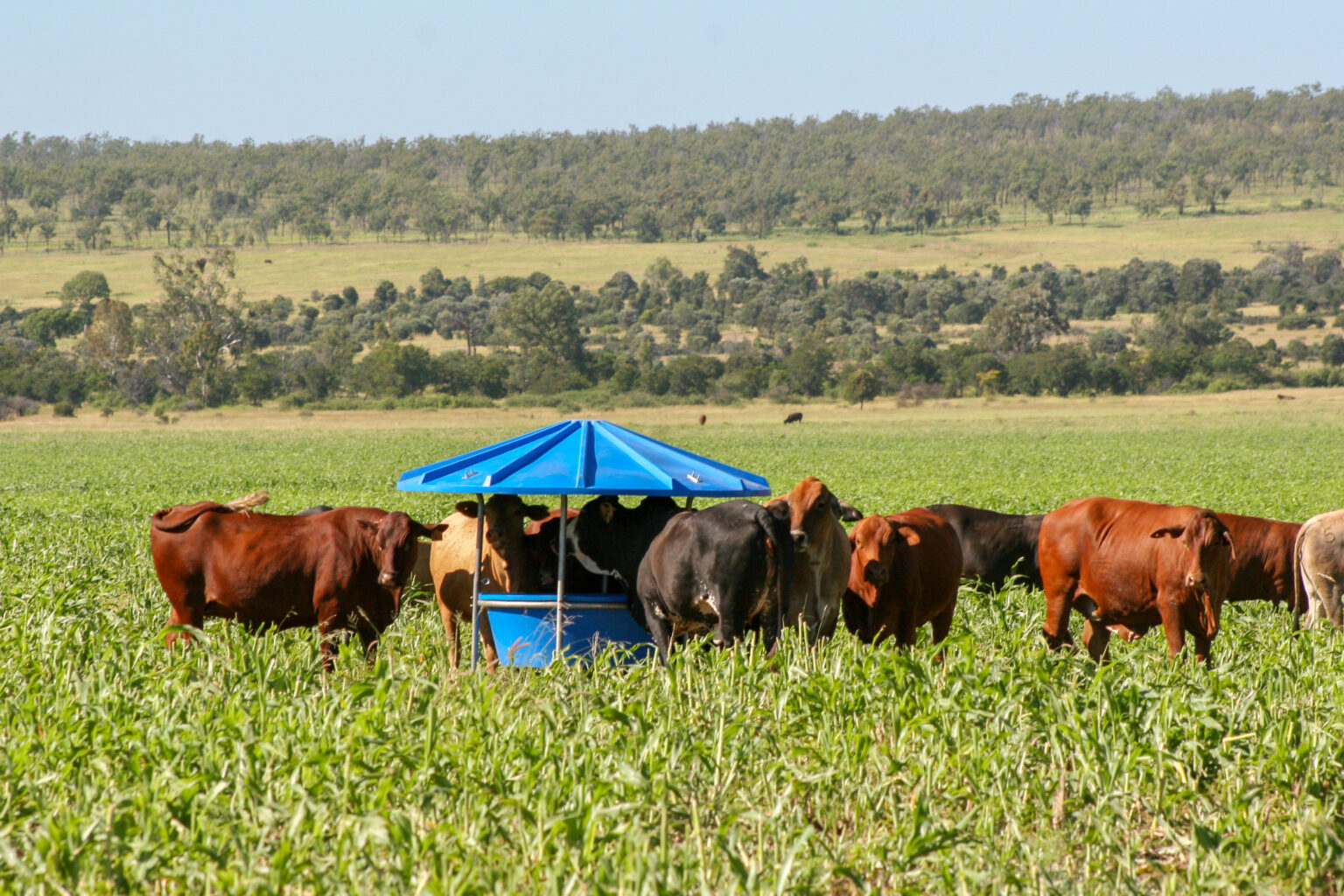 Grass Tetany: Prevention is better than cure - Top Country