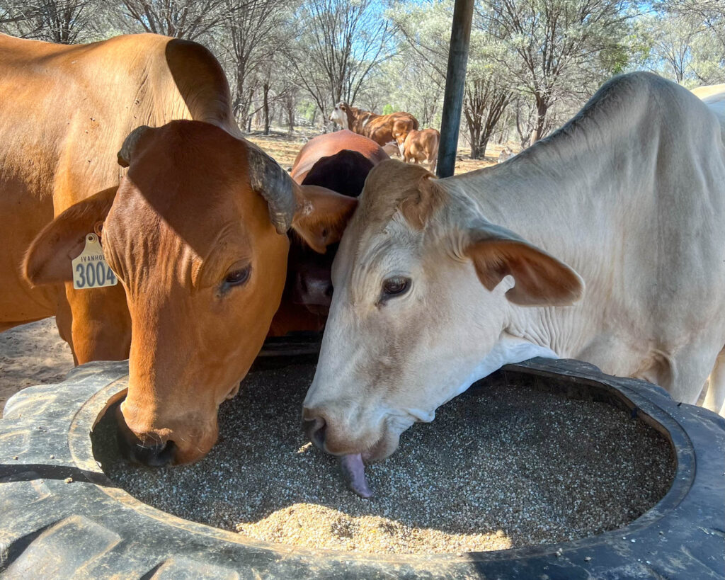 beef livestock consuming salt drylick 