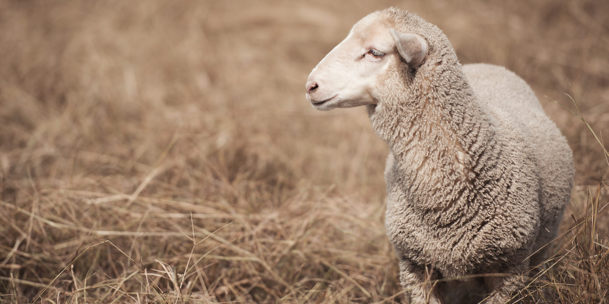 AdobeStock_109747197