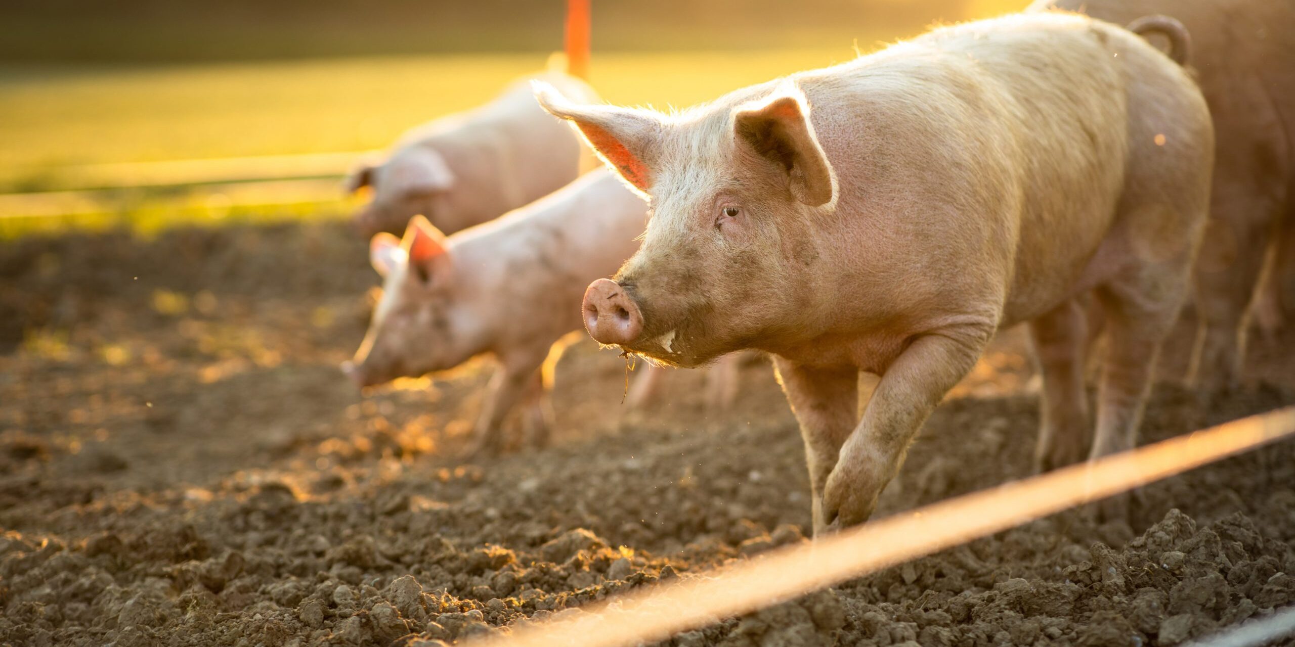 AdobeStock_377130365