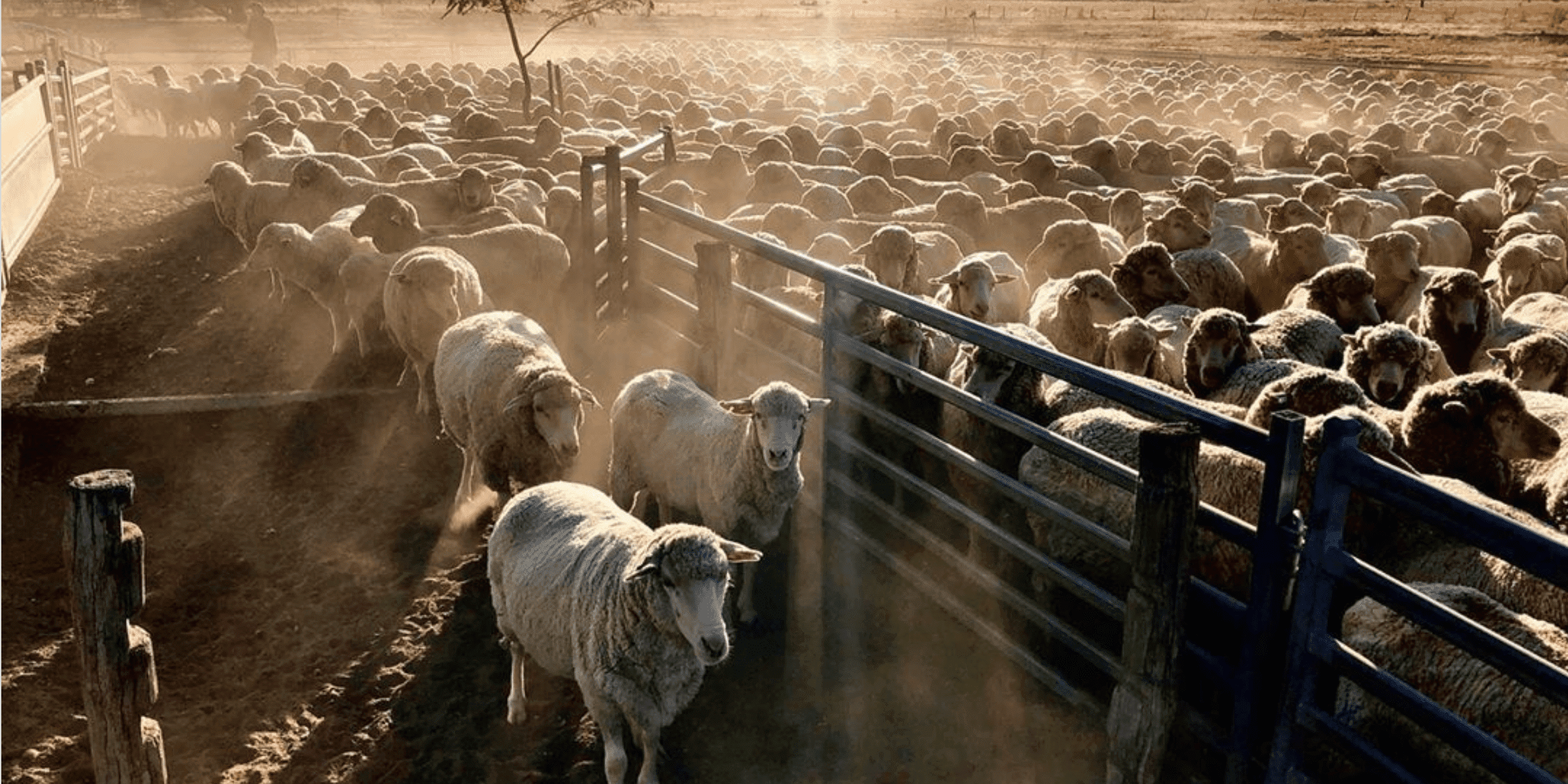 Screen Shot 2020-08-06 at 11.29.39 am-min